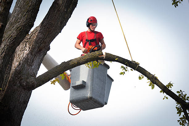 Trusted Henryville, IN  Tree Services Experts