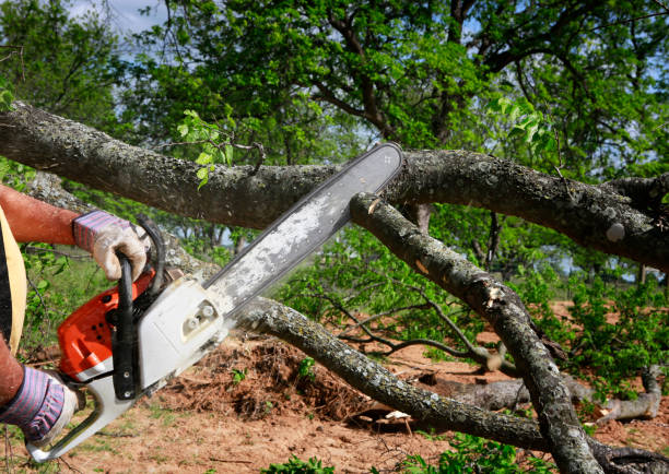 Best Utility Line Clearance  in Henryville, IN